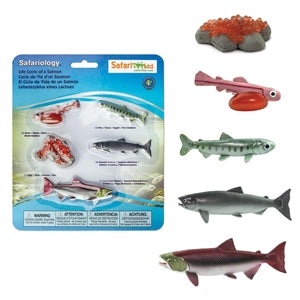 Life Cycle of a Salmon Safari Salmon Model