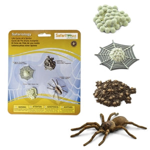 Life Cycle of a Spider Safari Spider Model