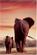 Elephant & Calf Poster