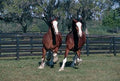 Clydesdales Running Poster- Laminated