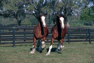 Clydesdales Running Poster- Laminated