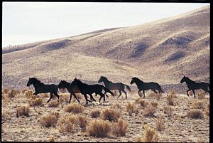 Running Wild Poster-Laminated
