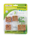 Plastic Model Growing Plant Cycle | Green Bean