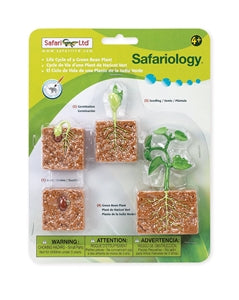 Plastic Model Growing Plant Cycle | Green Bean