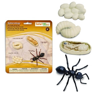 Life Cycle of an Ant Safari Ant Model