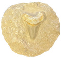 Shark Tooth in Matrix