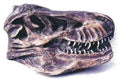 T-Rex Skull Plaque (1:10 scale One Side Profile)