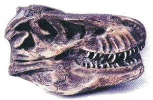 T-Rex Skull Plaque (1:10 scale One Side Profile)
