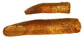 Rebbachisaurus teeth Fossilized Replica
