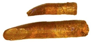 Rebbachisaurus teeth Fossilized Replica