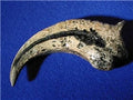 Chirostenotes Dinosaur Claw Replica (4.5-in.)