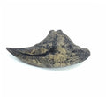 Acrocanthosaurus Toe Claw Replica