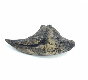 Acrocanthosaurus Toe Claw Replica