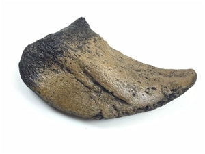 Camarasaurus Dinosaur Claw Replica (11-in. long)