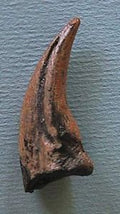 Stenonychosaurus Dinosaur Claw Replica