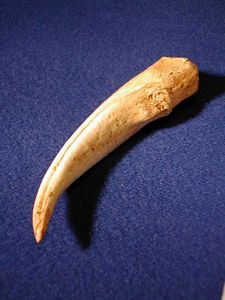 Ornithomimus Dinosaur Hand Claw Replica