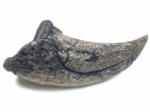 Tyrannosaurus Dinosaur Toe Claw Replica 9"