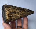 Iguanodon Dinosaur Thumb Spike Casting