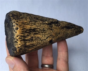 Iguanodon Dinosaur Thumb Spike Casting
