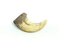 Velociraptor Dinosaur Claw Replica