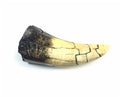 Tyrannosaurus Rex Tooth Replica