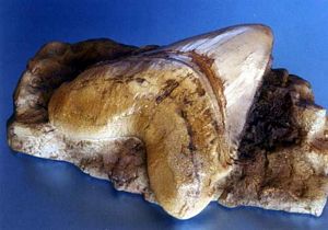Replica Shark Tooth in Matrix