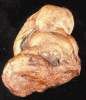 Dinosaur Poop Replica Corprolite - Hadrosaurus