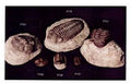 Trilobite Replica (7.9 in.)