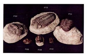 Trilobite Replica (7.9 in.)