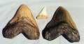 Shark Tooth Replica Black Caracharadon Megalodon