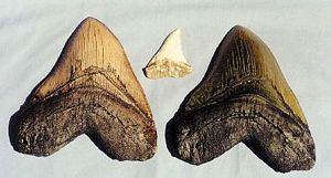 Shark Tooth Replica Black Caracharadon Megalodon